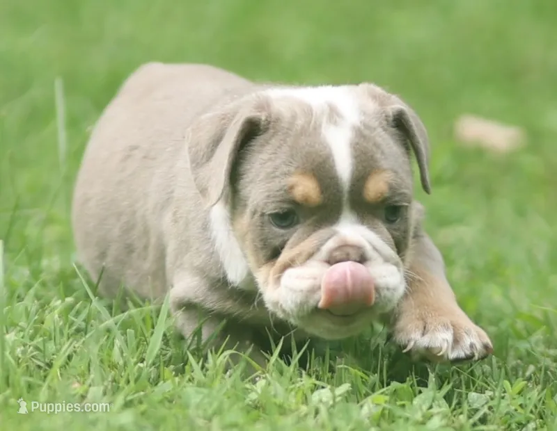 Lanister – English Bulldog puppy for sale in Woodbridge, VA