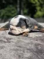 Venus, a female English Bulldog for sale in Woodbridge, VA – 2 of 3
