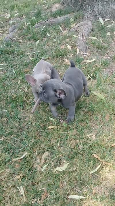 Honey bun, a female French Bulldog for sale in Woodbridge, VA – 8 of 9