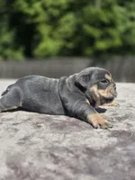 Luka, a male English Bulldog for sale in Woodbridge, VA – 4 of 6