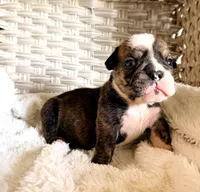 Nova, a female English Bulldog for sale in Woodbridge, VA – 1 of 1