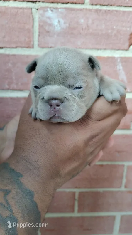 Honey bun – French Bulldog puppy for sale in Woodbridge, VA