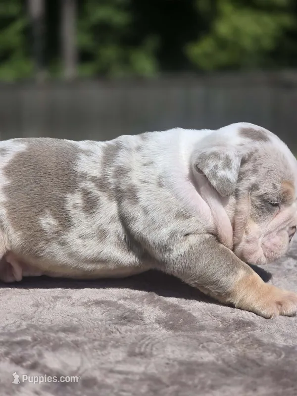 Bucki – English Bulldog puppy for sale in Woodbridge, VA