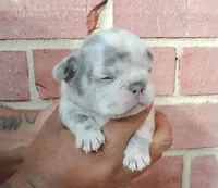 Royal, a male French Bulldog for sale in Woodbridge, VA – Photo 3 of 4