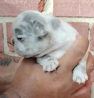 Royal, a male French Bulldog for sale in Woodbridge, VA – Photo 2 of 4