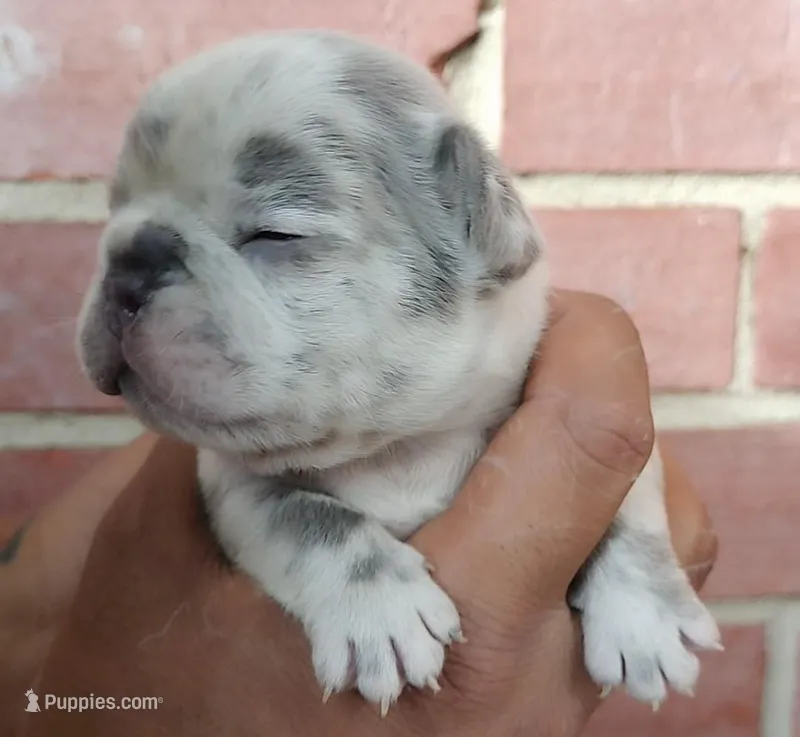 Royal – French Bulldog puppy for sale in Woodbridge, VA