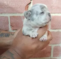 Royal, a male French Bulldog for sale in Woodbridge, VA – Photo 4 of 4