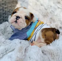 Samwell Tarly , a male English Bulldog for sale in Woodbridge, VA – 2 of 2