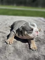Sydney , a female English Bulldog for sale in Woodbridge, VA – 7 of 7