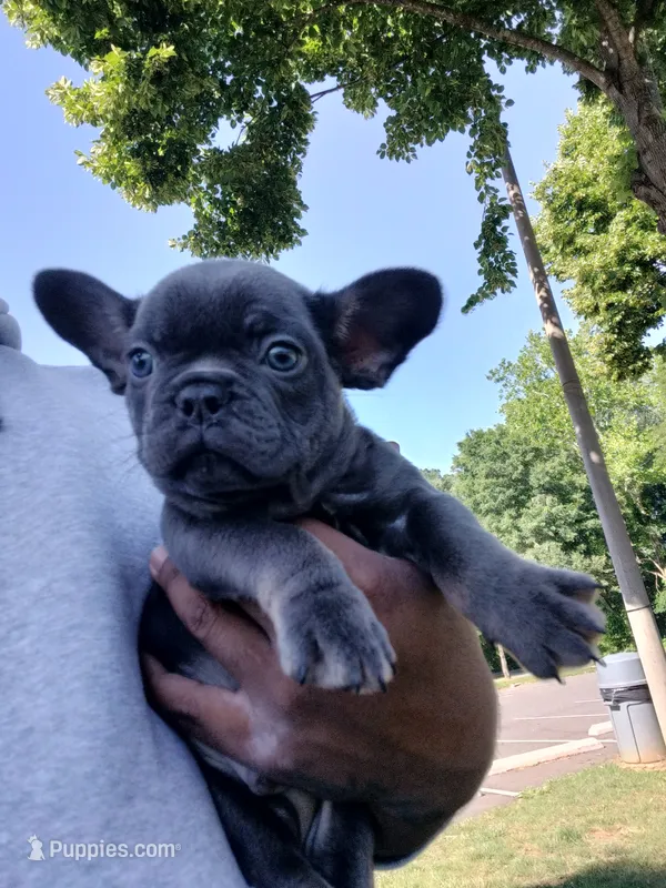 Bill – French Bulldog puppy for sale in Woodbridge, VA