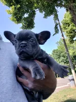 Bill, a male French Bulldog for sale in Woodbridge, VA – 1 of 6