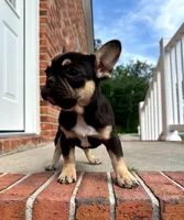 Pickles, a female French Bulldog for sale in Woodbridge, VA – 2 of 2