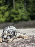 Wemby, a male English Bulldog for sale in Woodbridge, VA – 3 of 8