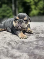 Luka, a male English Bulldog for sale in Woodbridge, VA – 3 of 6