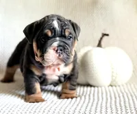 Arya Stark, a female English Bulldog for sale in Woodbridge, VA – 3 of 3