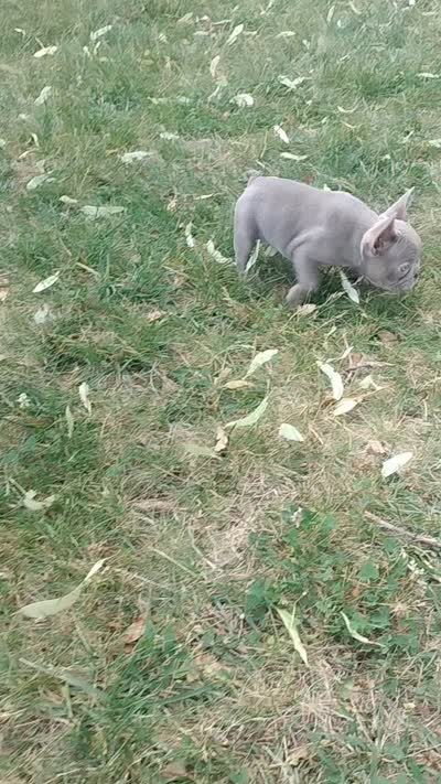 Honey bun, a female French Bulldog for sale in Woodbridge, VA – 6 of 9
