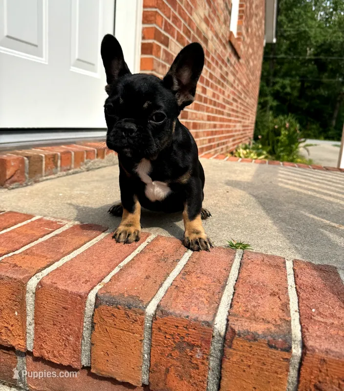 Kiwi – French Bulldog puppy for sale in Woodbridge, VA