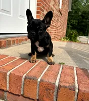 Kiwi, a male French Bulldog for sale in Woodbridge, VA – 1 of 2