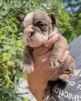 Moochi, a female English Bulldog for sale in Woodbridge, VA – 2 of 4