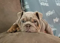 Juice, a male English Bulldog for sale in Woodbridge, VA – 3 of 6