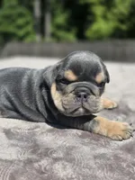 Luka, a male English Bulldog for sale in Woodbridge, VA – 6 of 6