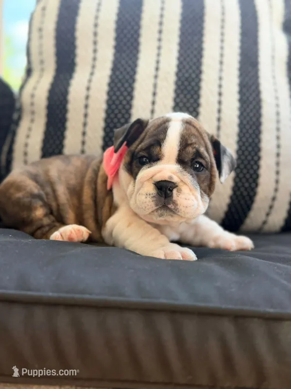 Java – English Bulldog puppy for sale in Woodbridge, VA