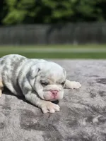 Kobe, a male English Bulldog for sale in Woodbridge, VA – 2 of 4