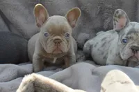 Honey bun, a female French Bulldog for sale in Woodbridge, VA – 3 of 9