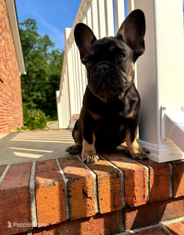 Squash – French Bulldog puppy for sale in Woodbridge, VA