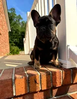 Squash, a male French Bulldog for sale in Woodbridge, VA – 1 of 2