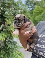 Nova, a female English Bulldog for sale in Woodbridge, VA – 5 of 5