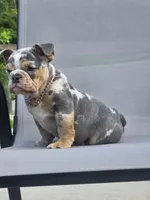Bubbles , a female English Bulldog for sale in Woodbridge, VA – 4 of 4