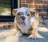 Chevy, a male English Bulldog for sale in Woodbridge, VA – 2 of 2