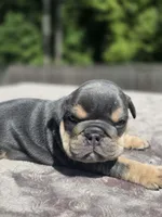 Luka, a male English Bulldog for sale in Woodbridge, VA – 2 of 6