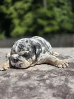 Wemby, a male English Bulldog for sale in Woodbridge, VA – 4 of 8