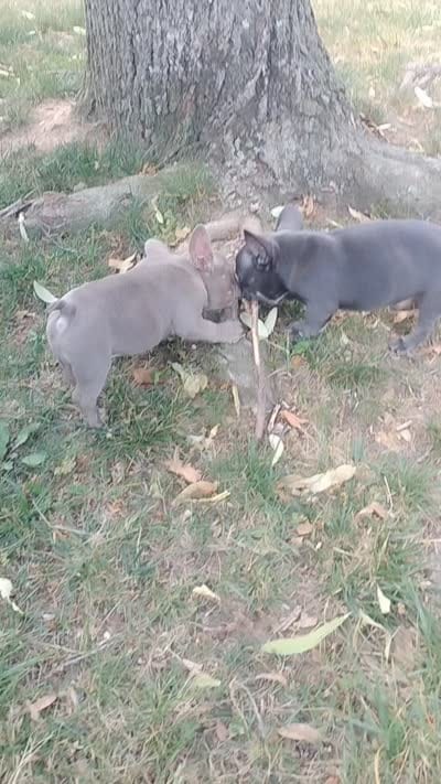 Honey bun, a female French Bulldog for sale in Woodbridge, VA – 7 of 9