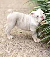 June , a female English Bulldog for sale in Woodbridge, VA – 2 of 2