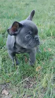 Bill, a male French Bulldog for sale in Woodbridge, VA – 3 of 6