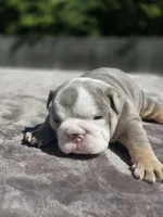 Sydney , a female English Bulldog for sale in Woodbridge, VA – 2 of 7