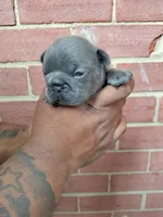 Buffalo Bill, a male French Bulldog for sale in Woodbridge, VA – Photo 5 of 5