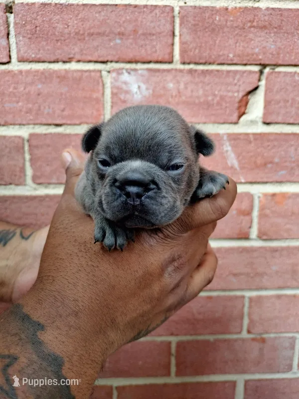 Buffalo Bill – French Bulldog puppy for sale in Woodbridge, VA