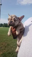 Mavis , a female French Bulldog for sale in Woodbridge, VA – 2 of 3