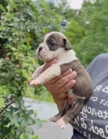 Java, a female English Bulldog for sale in Woodbridge, VA – 2 of 3