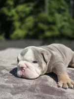 Sydney , a female English Bulldog for sale in Woodbridge, VA – 4 of 7
