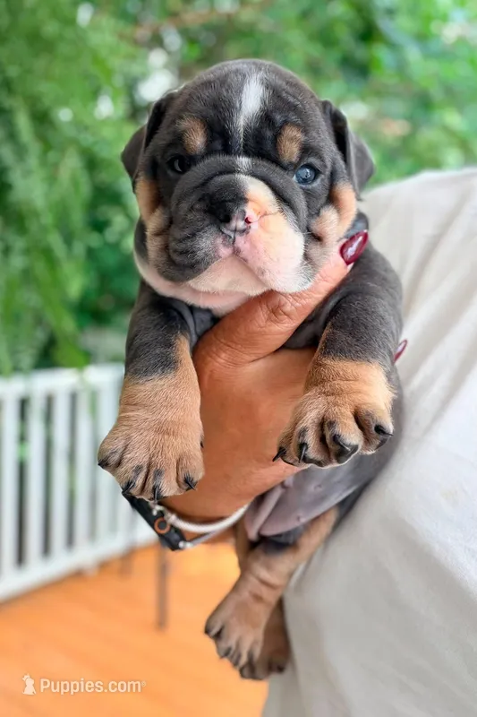 Arya Stark – English Bulldog puppy for sale in Woodbridge, VA