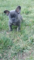 Bill, a male French Bulldog for sale in Woodbridge, VA – 2 of 6