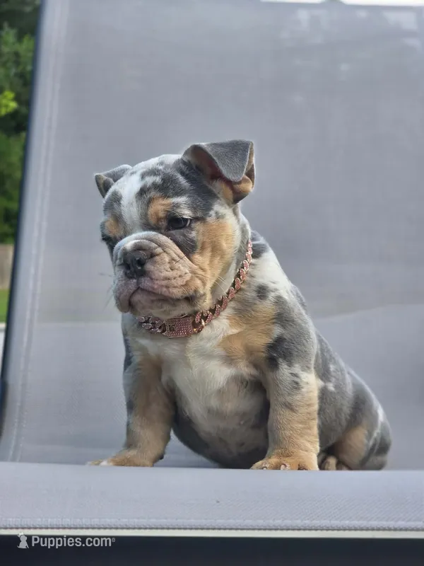 Bubbles  – English Bulldog puppy for sale in Woodbridge, VA