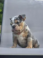 Bubbles , a female English Bulldog for sale in Woodbridge, VA – 1 of 4