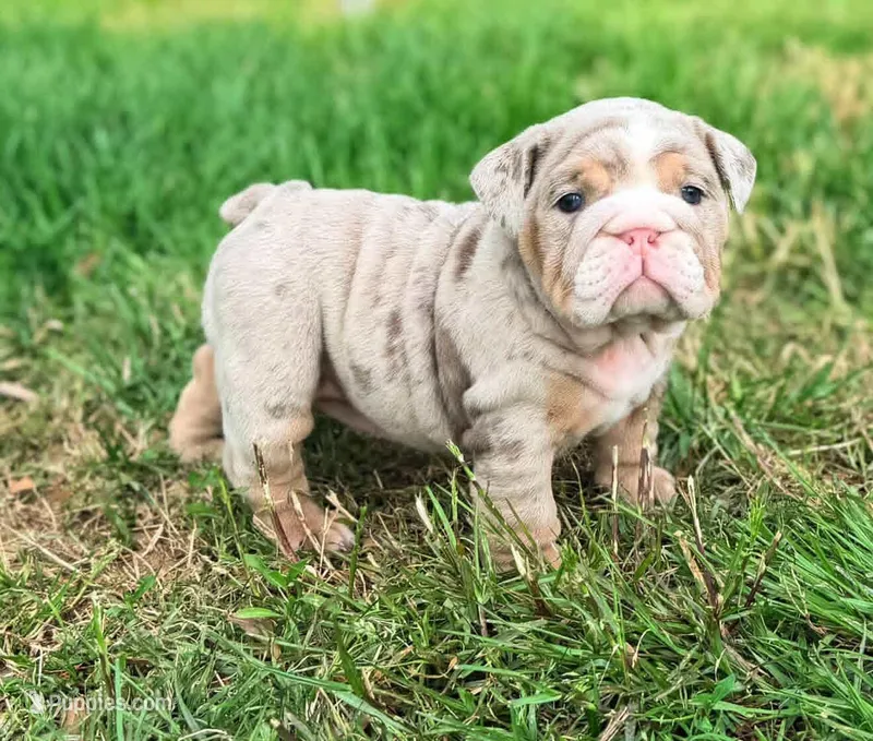 Blossom – English Bulldog puppy for sale in Woodbridge, VA