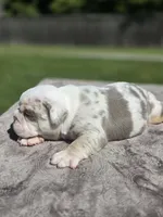 Kobe, a male English Bulldog for sale in Woodbridge, VA – 3 of 4